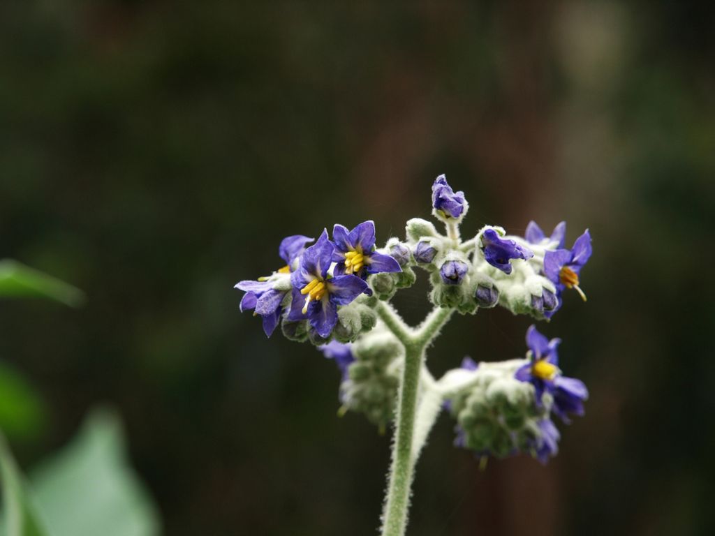 Solanum mauritianum