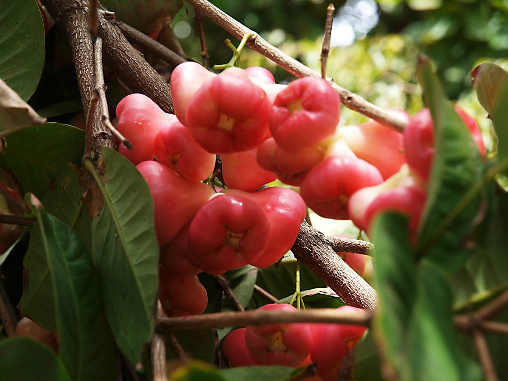 Syzygium aqueum