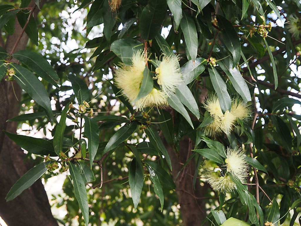 Syzygium jambos