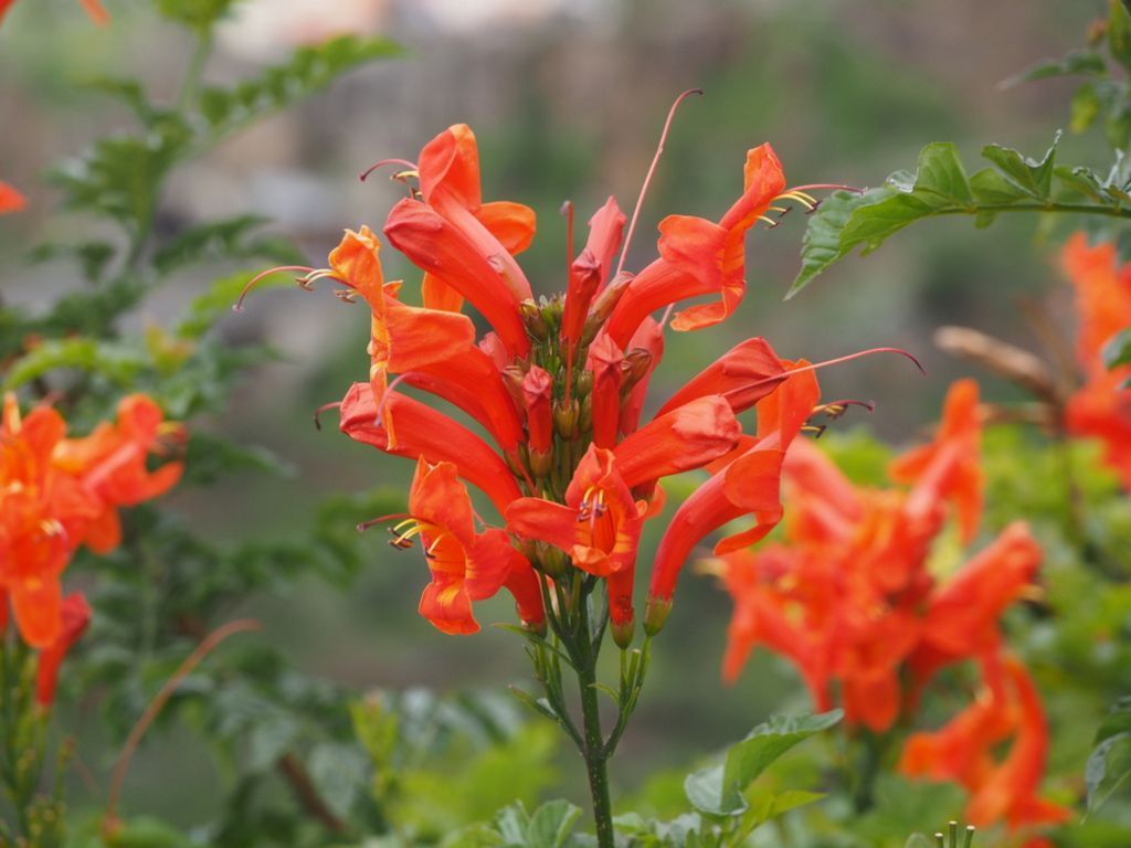 Tecomaria capensis