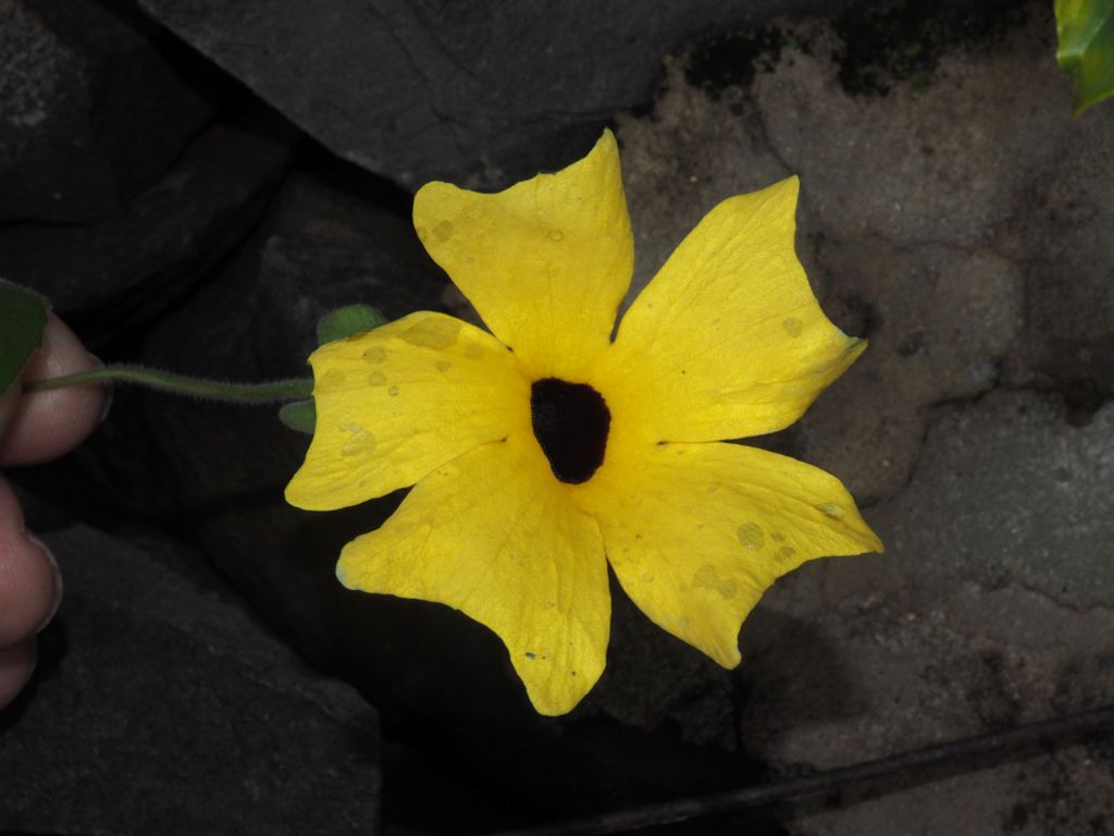 Thunbergia alata