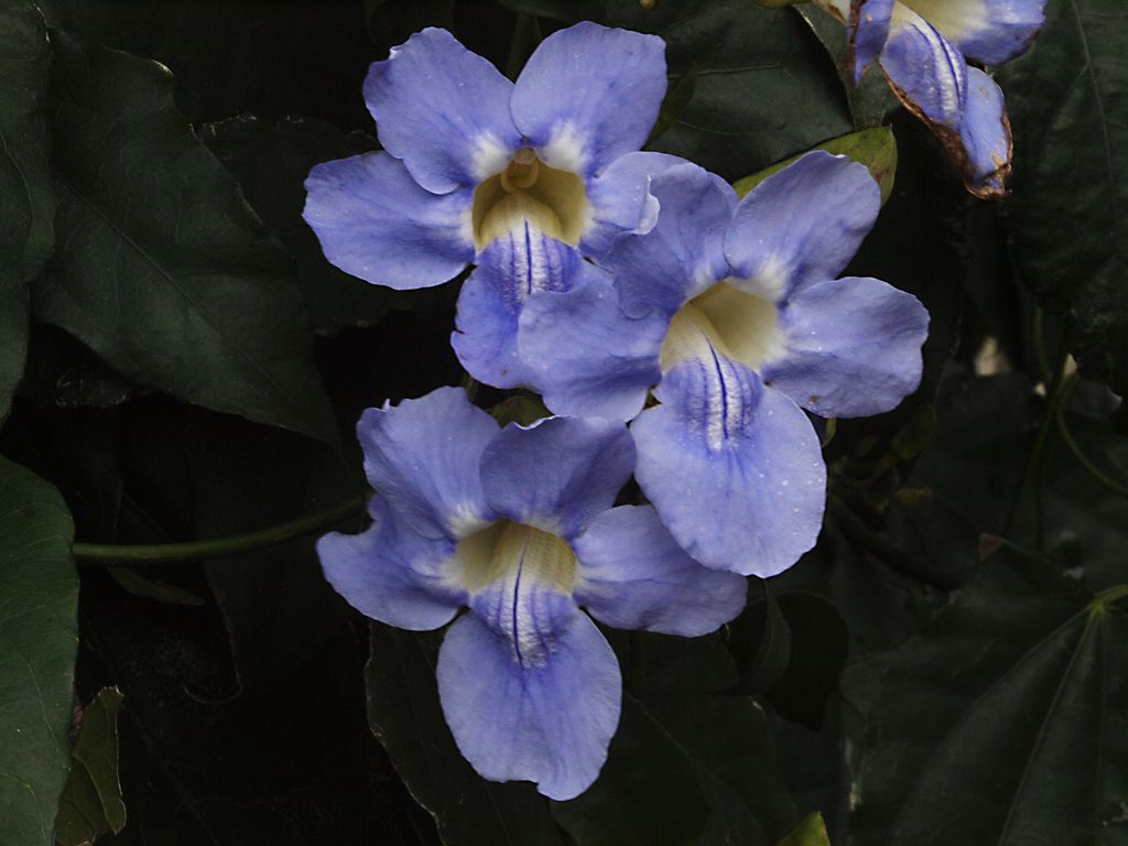 Thumbergia grandiflora