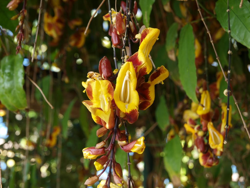 Thunbergia mysorensis