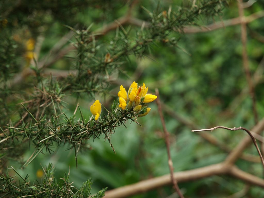 Ulex europaeus
