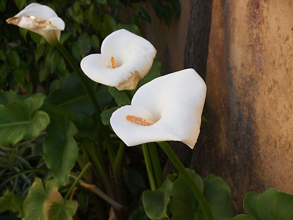 Zantedeschia aethiopica
